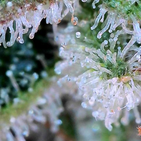 MiscxLAZ #26 C #2 growlog timeline photo