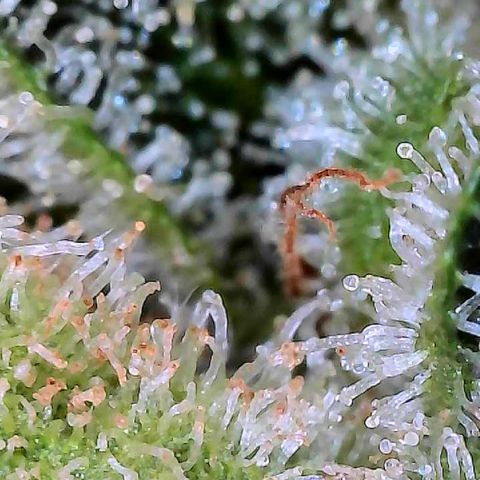 MiscxLAZ #26 C #2 growlog timeline photo