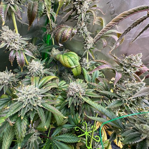 MiscxLAZ #26 C #2 growlog timeline photo