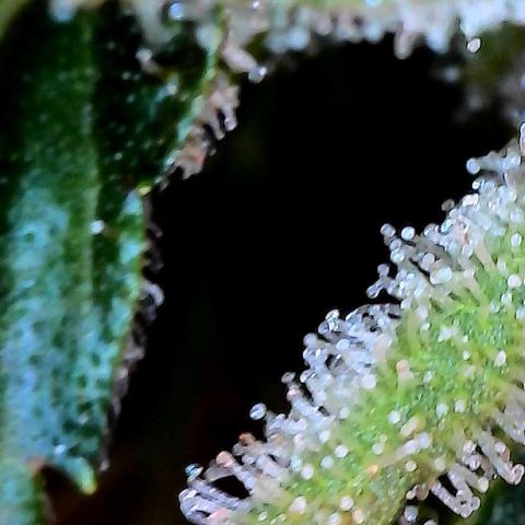 MiscxLAZ #26 C #2 growlog timeline photo