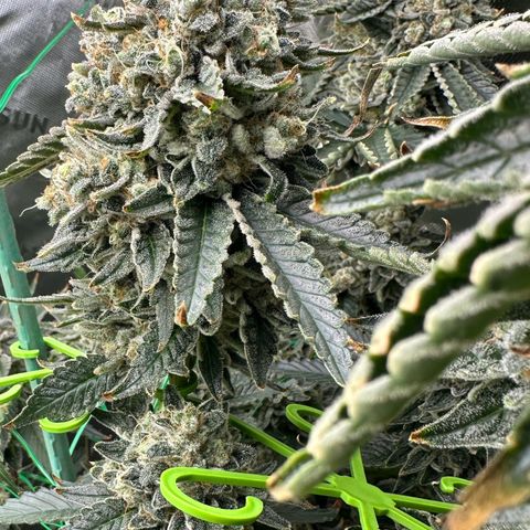 CxLAZ #15 C #1 growlog timeline photo