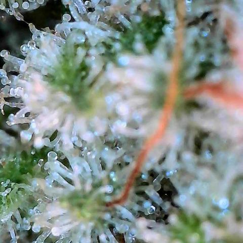 MiscxLAZ #26 C #2 growlog timeline photo