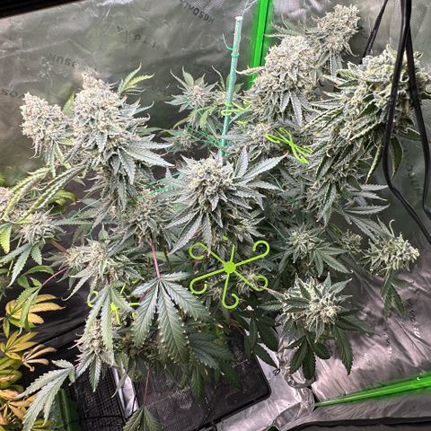 CxLAZ #15 C #1 growlog timeline photo