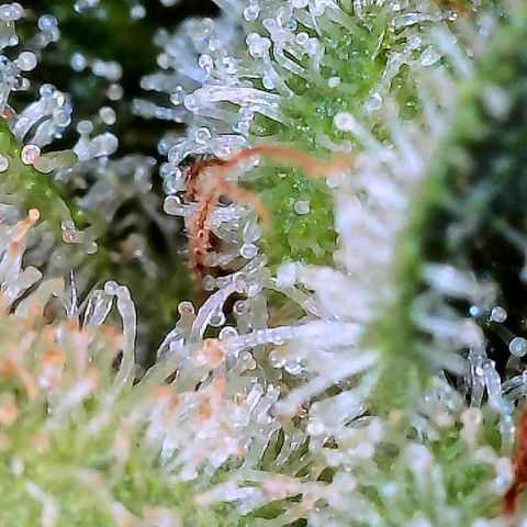 MiscxLAZ #26 C #2 growlog timeline photo