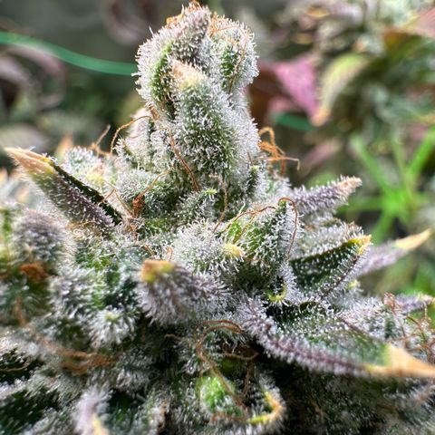 MiscxLAZ #26 C #2 growlog timeline photo