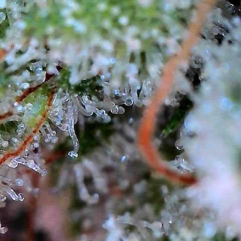 MiscxLAZ #26 C #2 growlog timeline photo