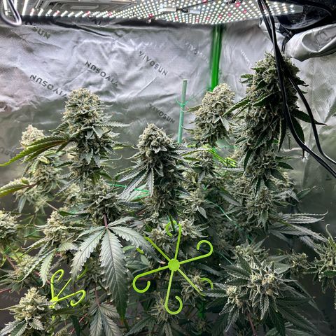 CxLAZ #15 C #1 growlog timeline photo