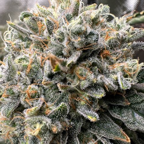 CxLAZ #15 C #1 growlog timeline photo