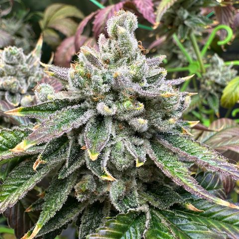 MiscxLAZ #26 C #2 growlog timeline photo