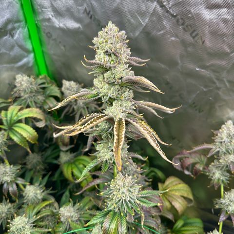 MiscxLAZ #26 C #2 growlog timeline photo