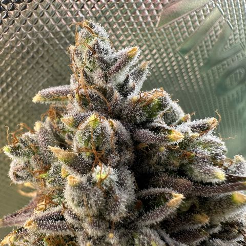 MiscxLAZ #26 C #2 growlog timeline photo
