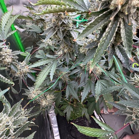 CxLAZ #15 C #1 growlog timeline photo