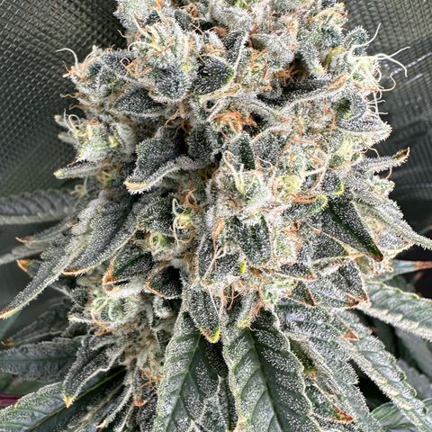 CxLAZ #15 C #1 growlog timeline photo