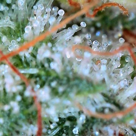 MiscxLAZ #26 C #2 growlog timeline photo