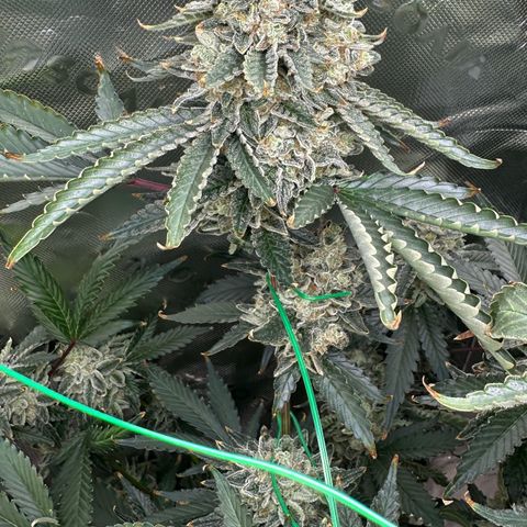 CxLAZ #15 C #1 growlog timeline photo