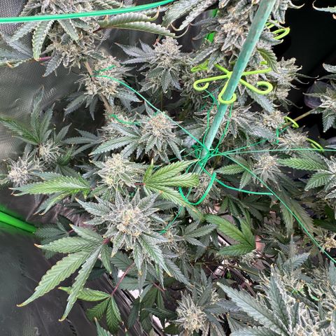 CxLAZ #15 C #1 growlog timeline photo