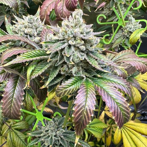 MiscxLAZ #26 C #2 growlog timeline photo