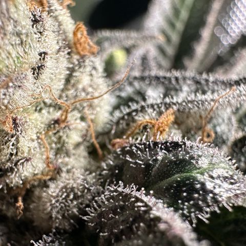 CxLAZ #03 C #1 58.58g growlog photo: Herm / male flowers