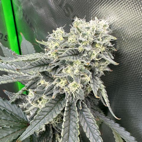CxLAZ #15 C #1 growlog photo: Light bleaching on a few buds