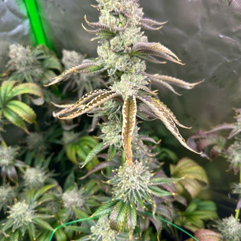 MiscxLAZ #26 C #2 growlog timeline photo
