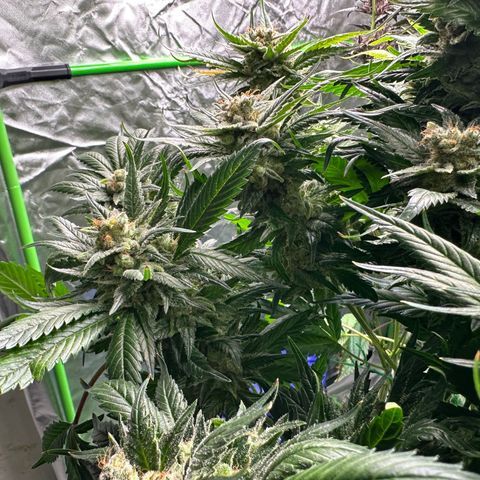 Fuel D.OG #1 Female 47.36g growlog timeline photo