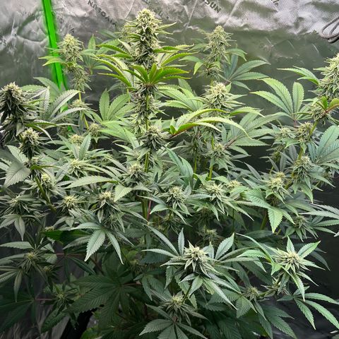 MiscxLAZ #26 C #2 growlog timeline photo