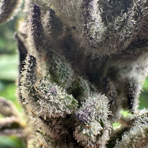 MiscxLAZ #29 C growlog timeline photo