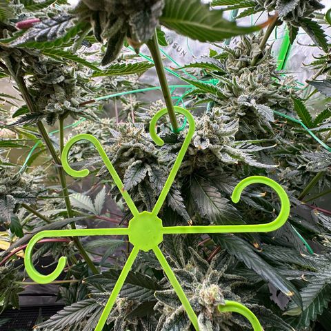 CxLAZ #15 C #1 growlog timeline photo