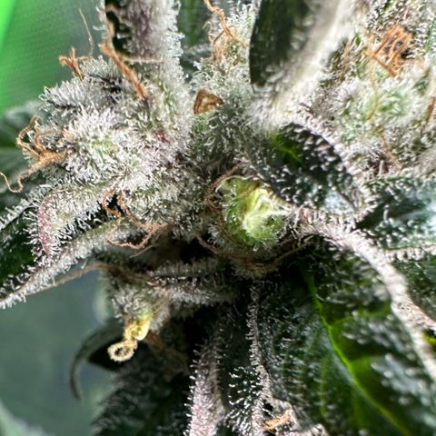 CxLAZ #03 C #1 58.58g growlog photo: Herm / male flowers