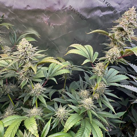 MiscxLAZ #26 C #2 growlog timeline photo