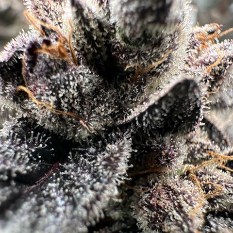 MiscxLAZ #22 C 42.33g growlog timeline photo