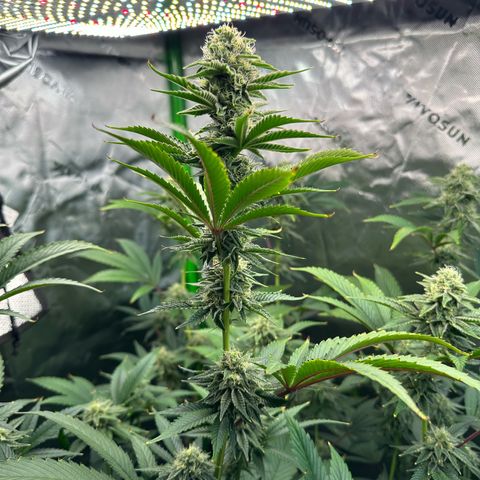 MiscxLAZ #26 C #2 growlog timeline photo