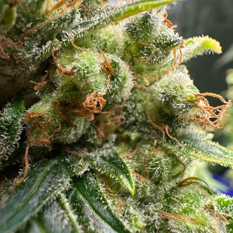 Fuel D.OG #1 Female 47.36g growlog timeline photo