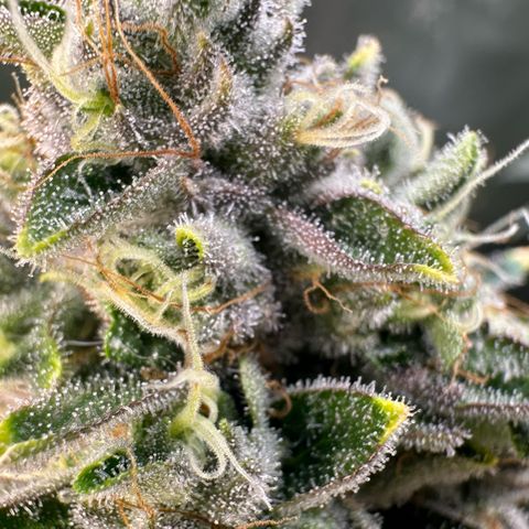 MiscxLAZ #26 C #2 growlog timeline photo