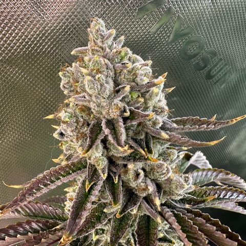 MiscxLAZ #26 C #2 growlog timeline photo