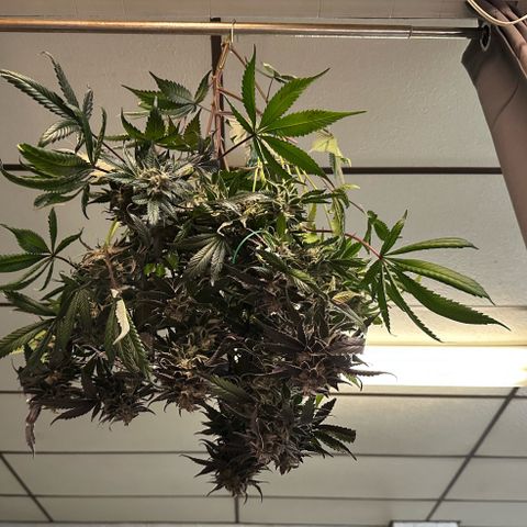 CxLAZ #03 C #1 58.58g growlog timeline photo