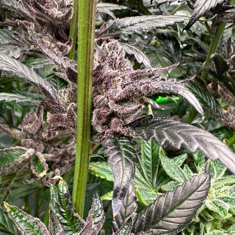 MiscxLAZ #22 C 42.33g growlog timeline photo