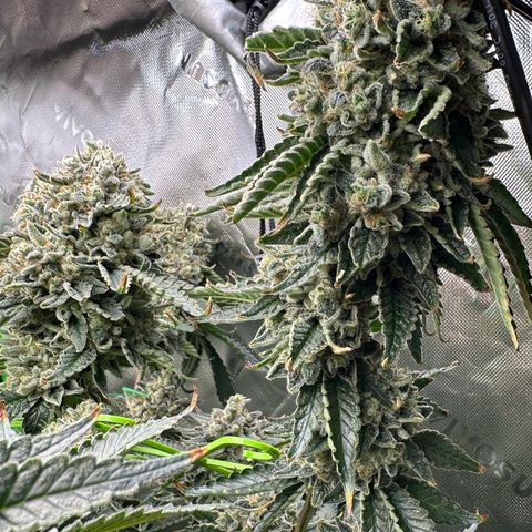 CxLAZ #15 C #1 growlog timeline photo