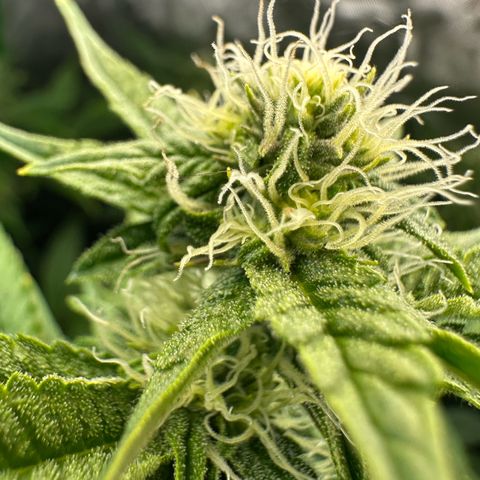 MiscxLAZ #26 C #2 growlog timeline photo