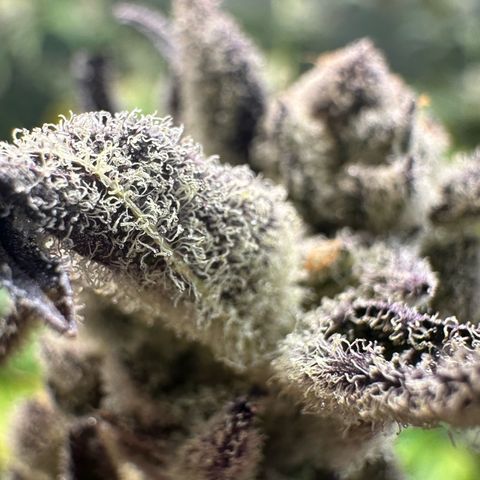 MiscxLAZ #29 C growlog timeline photo