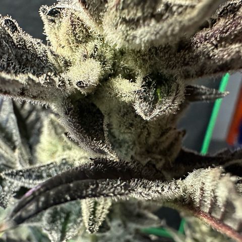 MiscxLAZ #29 C growlog timeline photo