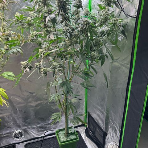 CxLAZ #15 C #1 growlog timeline photo