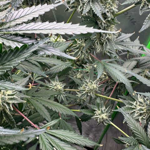 CxLAZ #15 C #1 growlog timeline photo