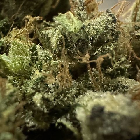 Misc x (LA Kush x Zkittles) #27 33.12g growlog photo: Moved to bag