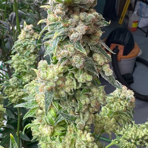 Fuel D.OG #1 Female 47.36g growlog timeline photo