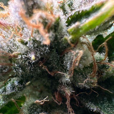 Fuel D.OG #1 Female 47.36g growlog timeline photo
