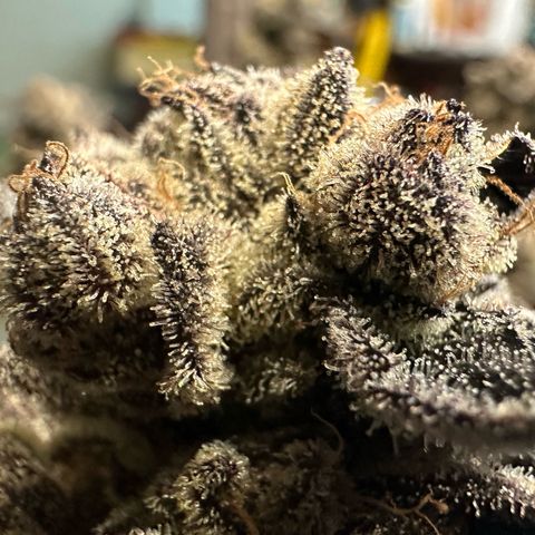 MiscxLAZ #22 C 42.33g growlog timeline photo