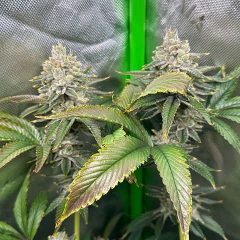 MiscxLAZ #26 C #2 growlog timeline photo
