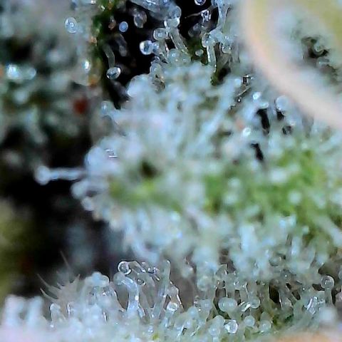 CxLAZ #15 C #1 growlog timeline photo