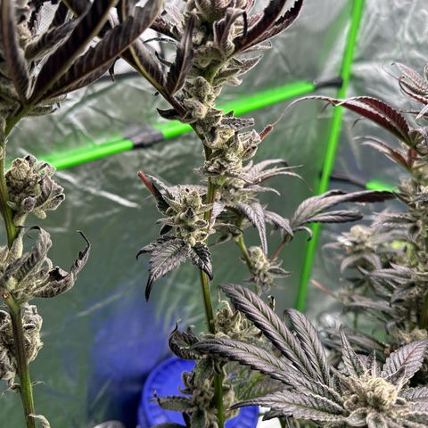 MiscxLAZ #29 C growlog timeline photo